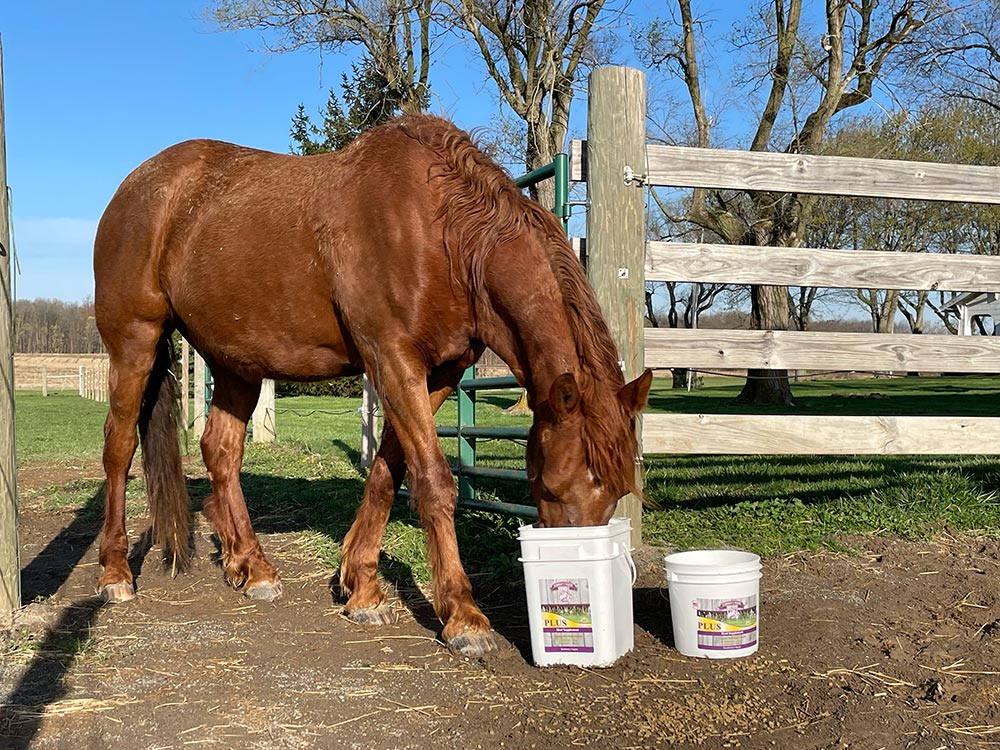 Horse eating out of buckets