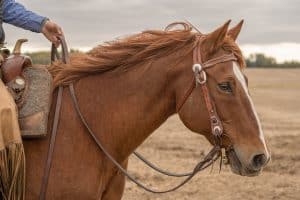 Biotin Supplements for Horses
