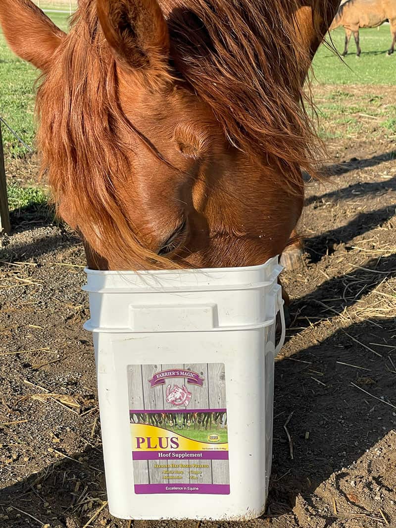 A Guide to Biotin Supplements for Horses - Farrier's Magic Blog